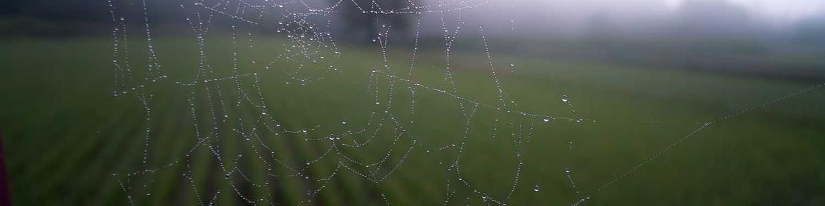 Sarah Chen's cover photo